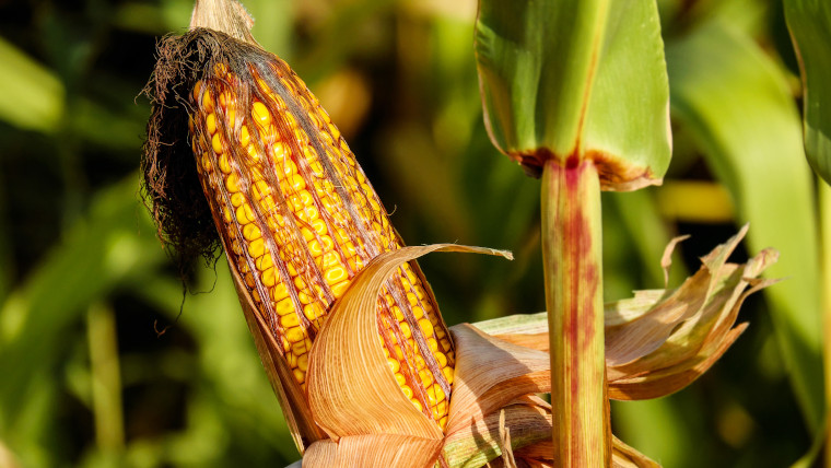 advogado, arrendamento, agrario